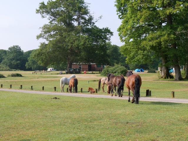 Ashurst Campsite